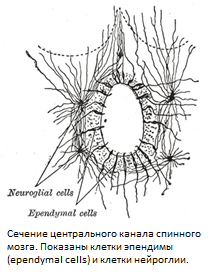 Эндокринная система (гуморальная регуляция). - student2.ru