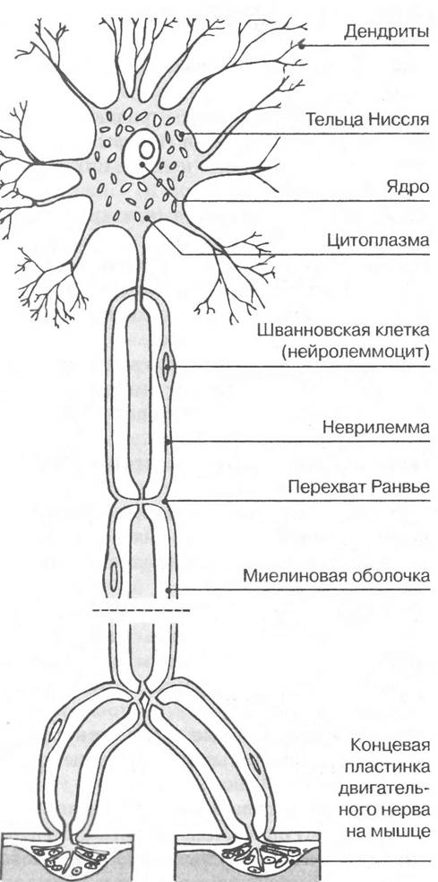 Эндокринная система (гуморальная регуляция). - student2.ru