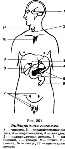 Эндокриннная система человека - student2.ru
