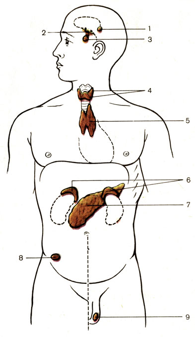Эндокринные железы - student2.ru