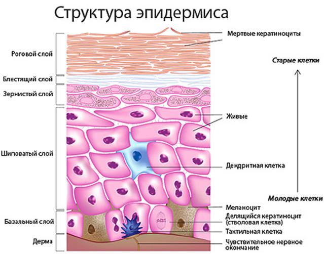 Эпифиз (шишковидная железа) - student2.ru