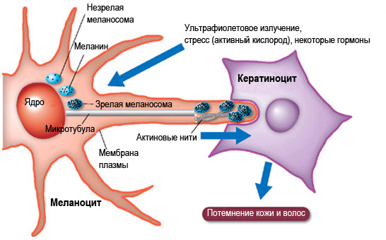 Эпифиз (шишковидная железа) - student2.ru