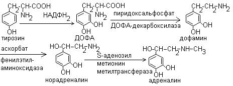 Этапы синтеза стероидных гормонов - student2.ru