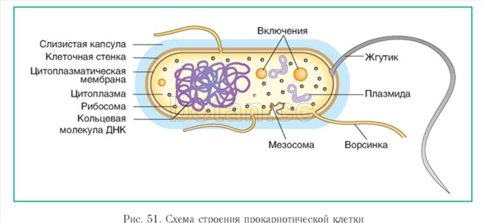 Эти длинные боковые цепи выступают над поверхностью клетки, образуя «молекулярный ворс», и служат рецепторами для адсорбции многих фагов. - student2.ru