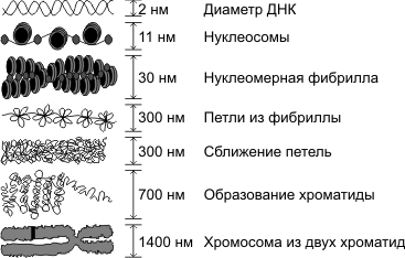 Эукариотическая клетка: строение и функции органоидов - student2.ru