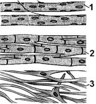 Задание 4. «Типы мышечных тканей» - student2.ru
