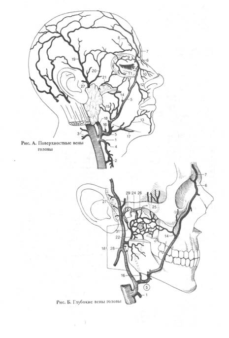 Задние височные ветви,rami temporales posteriores. Р и с . А, Б. 3 страница - student2.ru