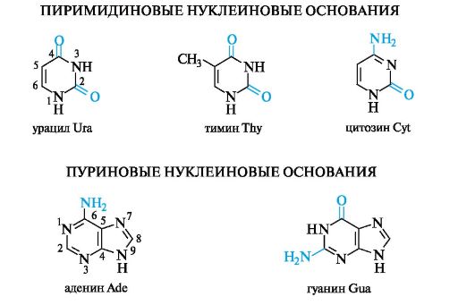 Загальна характеристика нуклеїнових кислот. - student2.ru