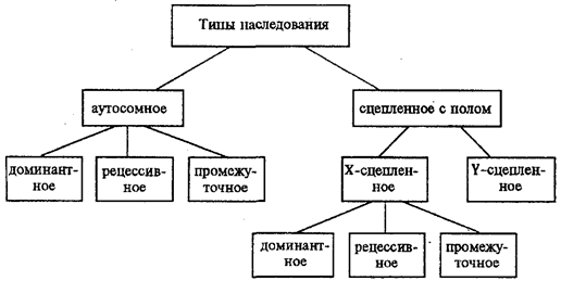 Закономерности наследования признаков - student2.ru