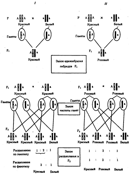 Закономерности наследования признаков - student2.ru