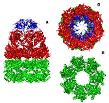закономірності укладання білкової глобули - student2.ru