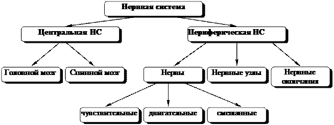 Закрепление. Проверим на сколько хорошо вы усвоили материал, я перечислю утверждения, подумайте и ответьте верны ли они? - student2.ru