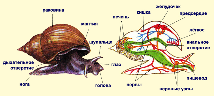 Занятие 22. Моллюски. Членистоногие - student2.ru