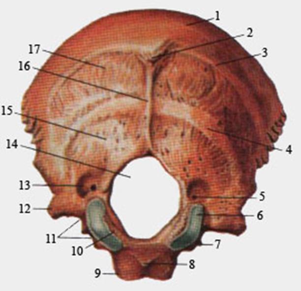 Затылочная кость. Вид спереди - student2.ru