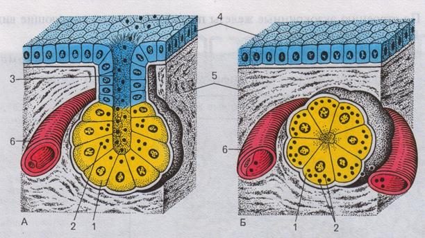 Железы. Строение и принципы классификации желез - student2.ru
