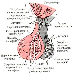 Женские половые гормоны: эстрон, эстриол, прогестерон, эстрадиол - student2.ru