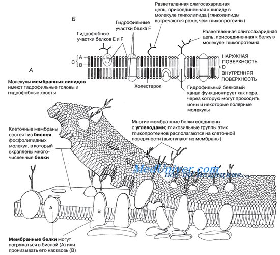 Жидкостно-мозаичная модель мембраны - student2.ru