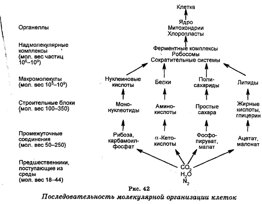 Живые системы: клетка, организм - student2.ru