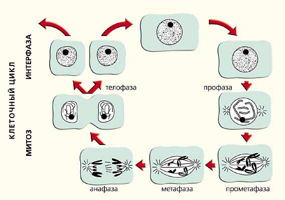 Жизненный цикл клетки. Митоз. Мейоз. - student2.ru