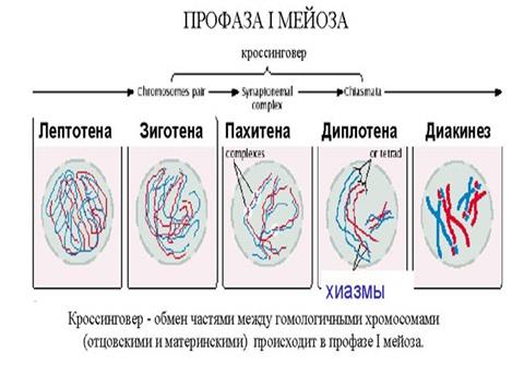Жизненный цикл клетки. Митоз. Мейоз. - student2.ru
