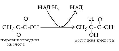 Анаэробная фаза превращений углеводов - student2.ru