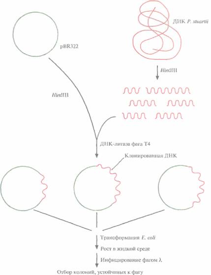 Andio R., D. Silvera, S. D. Suggett, P. L. Achacoso, 1 страница - student2.ru