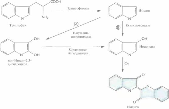 Andio R., D. Silvera, S. D. Suggett, P. L. Achacoso, 2 страница - student2.ru