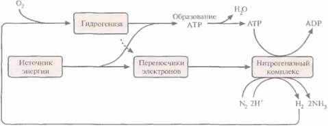 Andio R., D. Silvera, S. D. Suggett, P. L. Achacoso, 8 страница - student2.ru