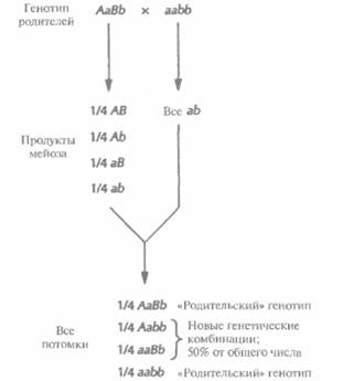 D. A. Dean, K. Kunsano-Kretzner, E. J. Mayer, 4 страница - student2.ru