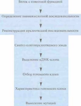 D. A. Dean, K. Kunsano-Kretzner, E. J. Mayer, 7 страница - student2.ru