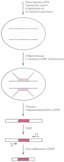 D. A. Dean, K. Kunsano-Kretzner, E. J. Mayer, 7 страница - student2.ru