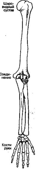 Не пейте воду с неорганическими минералами - student2.ru