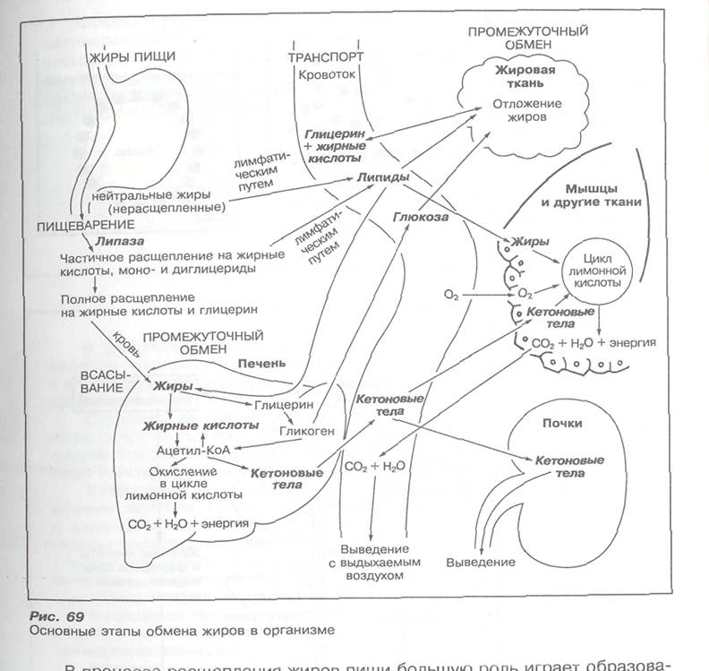 обмен жиров при мышечной деятельности - student2.ru