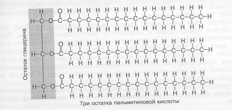 обмен жиров при мышечной деятельности - student2.ru