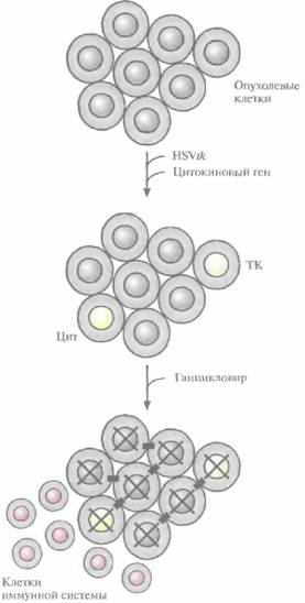 P. Dekukas, E. S. Lander, T. J. Hudson. 1996. Agene 3 страница - student2.ru