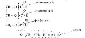 связь обмена фосфатидов с обменом жиров - student2.ru