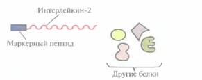 Tobias J. W., T. E. Schrader, G. Rocap, 10 страница - student2.ru