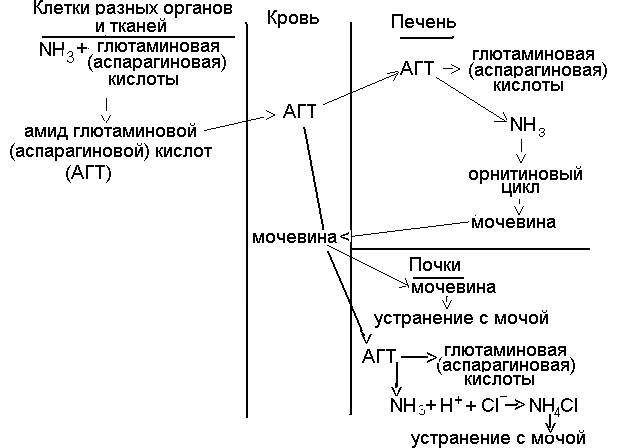 Устранение аммиака из организма - student2.ru