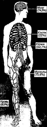 водные составляющие человека - student2.ru