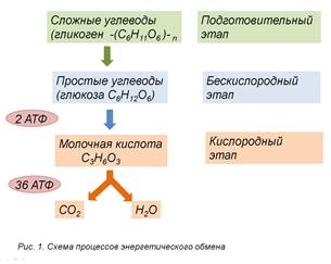 Энергетический обмен в клетке - student2.ru