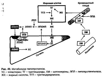 Глава 19. Противоатеросклеротические средства - student2.ru