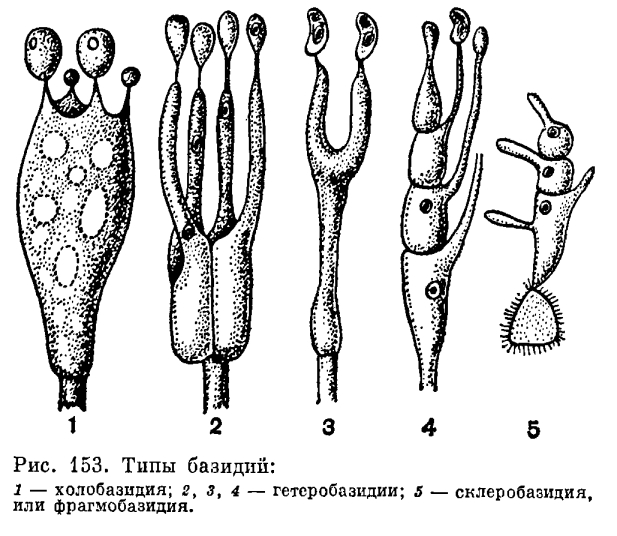 Класс Базидиомицеты. Общая характеристика. Плодовые тела. Классификация. Типы базидий - student2.ru