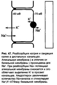 Комбинированное применение антигипертензивных средств - student2.ru