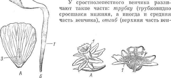 Морфологическое описание растения 1 страница - student2.ru