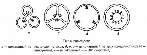 Морфологическое описание растения 2 страница - student2.ru