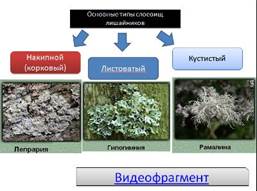 Особенности строения бактериальной клетки - student2.ru