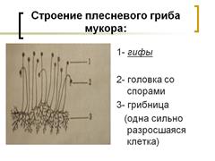 Особенности строения бактериальной клетки - student2.ru