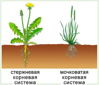 Особенности строения бактериальной клетки - student2.ru