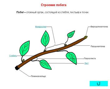 Особенности строения бактериальной клетки - student2.ru