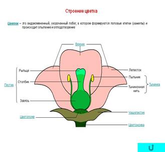 Особенности строения бактериальной клетки - student2.ru